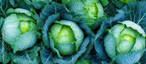 A close-up view of a bunch of green cabbages growing abundantly in a bountiful garden, showcasing their vibrant color and tight, leafy heads.