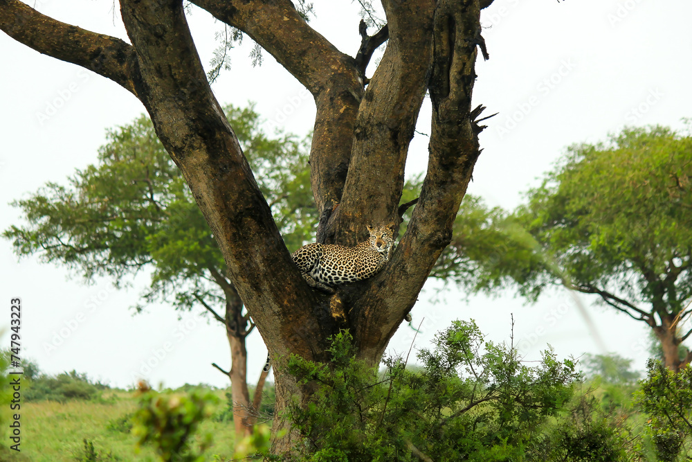 A leopard resting in a tree. High quality photo A leopard resting in a tree. High quality photo