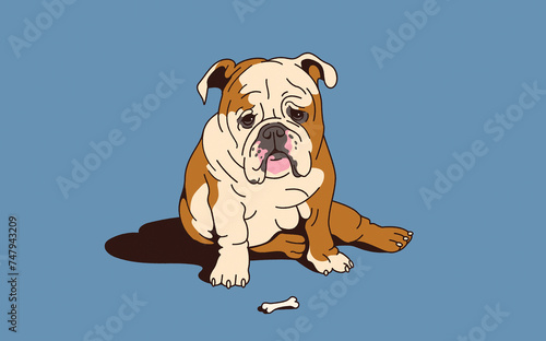 Unhappy bulldog with tiny bone photo
