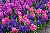 Colorful hyacinths blooming in a garden