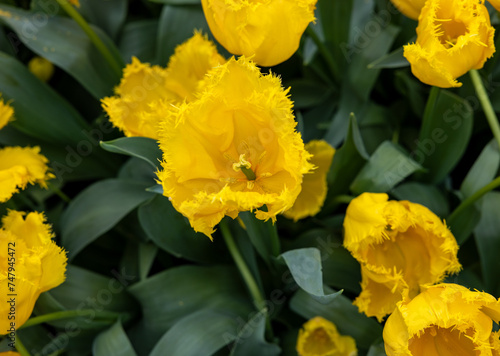 Yellow tulip called Sun Frillzz, Fringed group. Tulips are divided into groups that are defined by their flower features photo