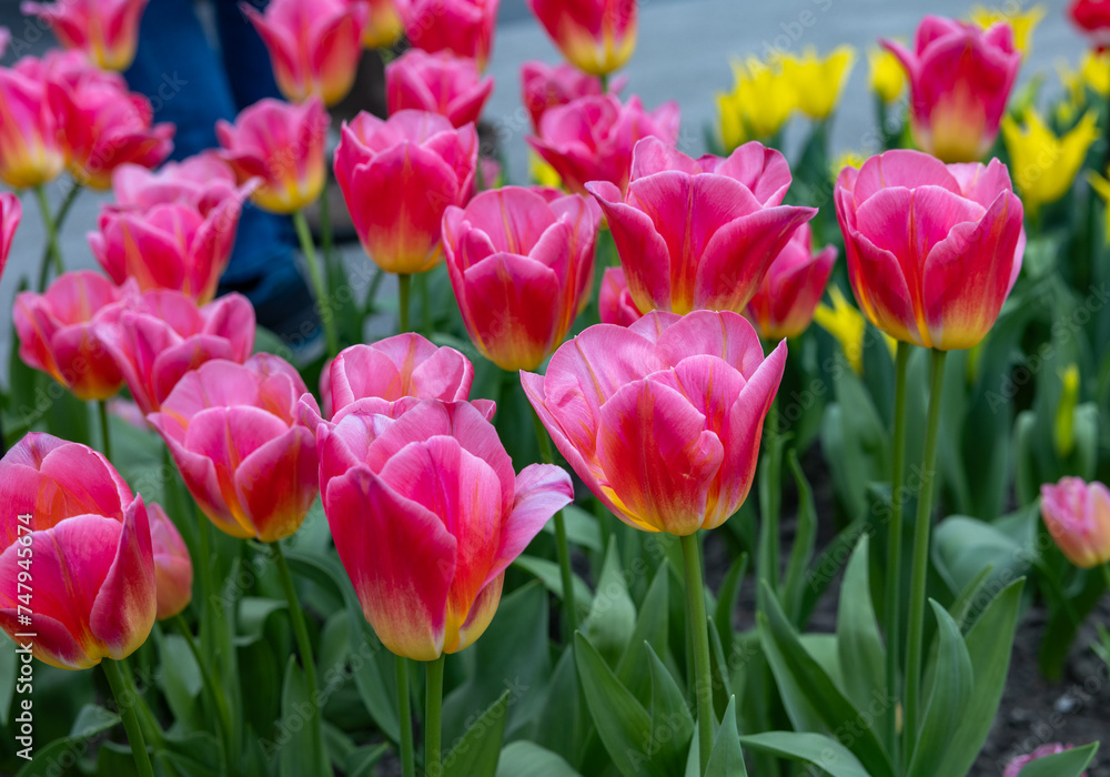 Tulip called Tompouce, Triumph group. Tulips are divided into groups that are defined by their flower features Tulip called Tompouce, Triumph group. Tulips are divided into groups that are defined by their flower features