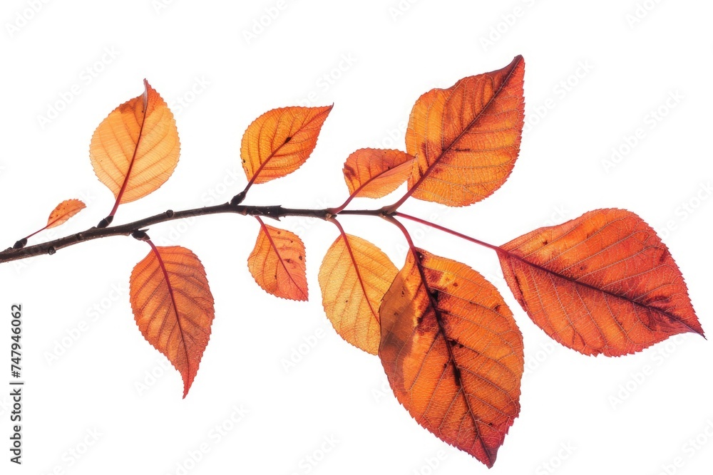 Detailed view of a branch with green leaves, suitable for nature backgrounds Detailed view of a branch with green leaves, suitable for nature backgrounds