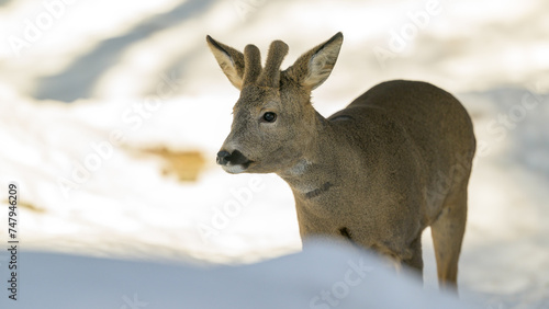 European roe deer (Capreolus capreolus) in snow in forest © STUEDAL
