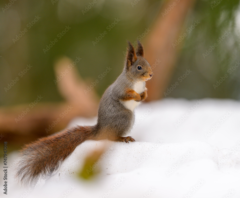Cute Norwegian Red squirrel (Sciurus vulgaris) in winter forest Cute Norwegian Red squirrel (Sciurus vulgaris) in winter forest