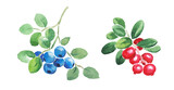 Watercolor hand painted illustration of   Blueberries and lingonberries , red berry, blue berries. huckleberry , cowberry, cranberries, watercolor illustration	