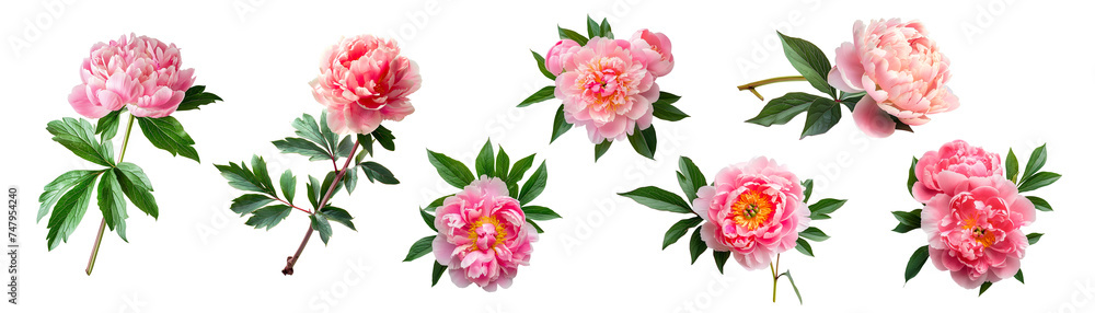 Cut out peony flowers and leafs isolated on white
Cut out peony flowers and leafs isolated on white
