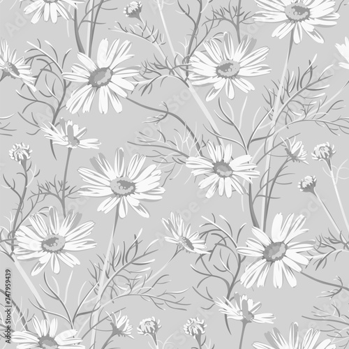 Seamless daisy pattern. White flowers - Chamomilla isolated on gray background. Hand-drawn illustrations of wildflowers. 