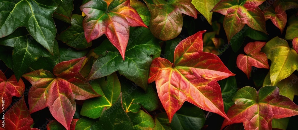 Multiple red and green leaves are arranged on top of each other, creating a visually striking and colorful composition. The leaves are vibrant and add a pop of color to any space. Multiple red and green leaves are arranged on top of each other, creating a visually striking and colorful composition. The leaves are vibrant and add a pop of color to any space.