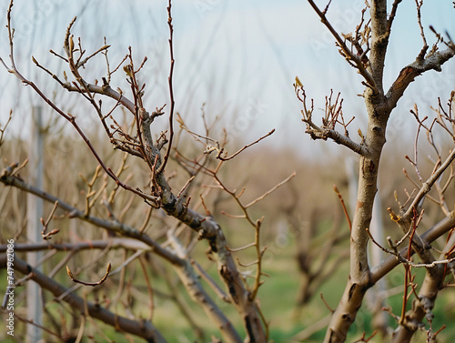 Bare Tree Branches After Winter Pruning