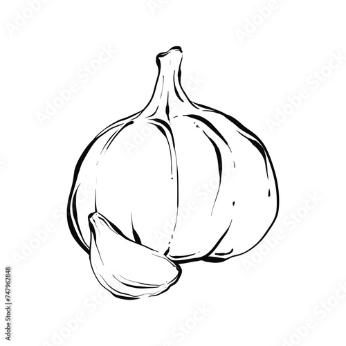 Garlic hand drawn vector illustration. Healthy vegetarian food. Garlic on white background. for poster, banner, web, icon, mascot, background. photo