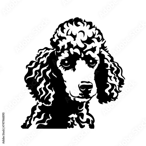 Poodle dog portrait vector illustration