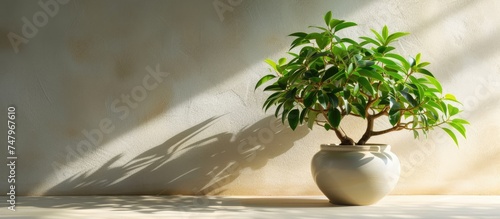 A potted Ficus microcarpa tree, also known as a Chinese banyan, is placed on a table against a wall. The lush green leaves of the plant provide a refreshing touch to the indoor space. photo