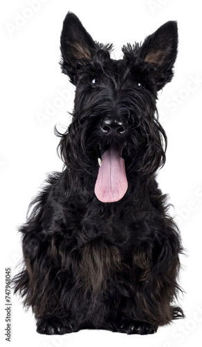Canvas Print Adorable young solid black Scottish Terrier dog, sitting up facing front