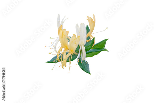 Honeysuckle or Lonicera japonica flowering branch isolated transparent png. White and yellow tubular fragrant Lonicera flowers bunch.