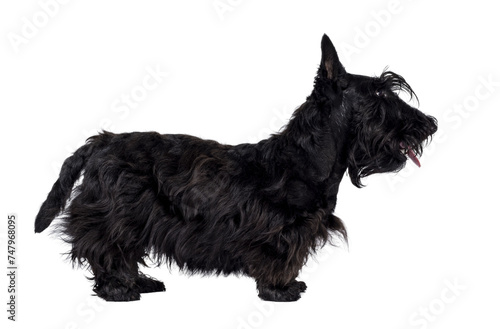 Adorable young solid black Scottish Terrier dog, standing up side ways. Ears eract, mouth closed and looking away from camera showing profile. Isolated cutout on a transparent background. photo