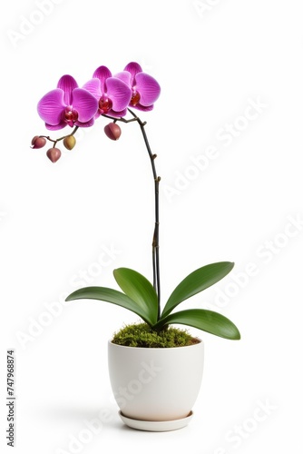 Isolate orchid plant against white wall  indoor plant decoration mock up