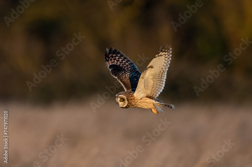short-eared owl in flight