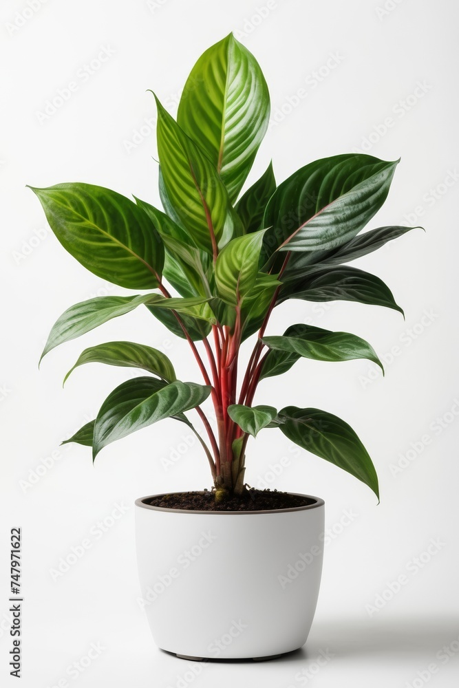 Isolate Chinese Evergreen plant against white wall, indoor plant decoration mock up Isolate Chinese Evergreen plant against white wall, indoor plant decoration mock up