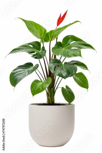 Isolate Philodendron plant against white wall, indoor plant decoration mock up