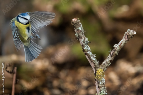 bluetit in flight landing on branch © Timothy
