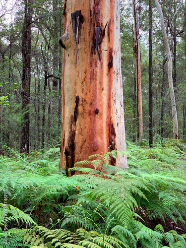Gumtree  Queensland  Australia