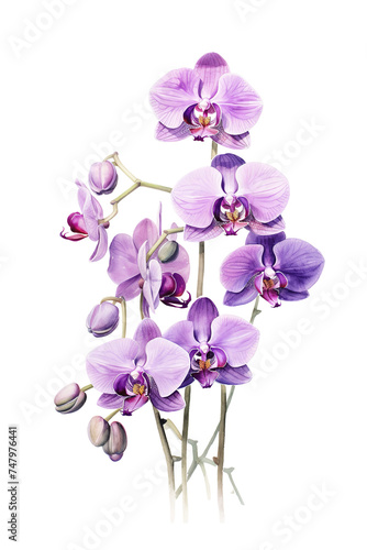 Purple Orchid Watercolor Artwork