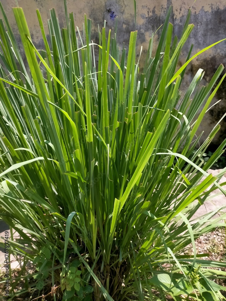 Obraz premium grass in a garden