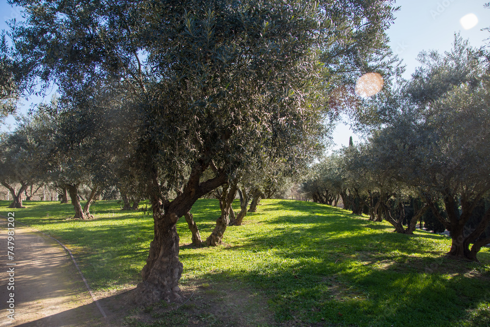 Rows of olive trees in a sunny day. Rows of olive trees in a sunny day.