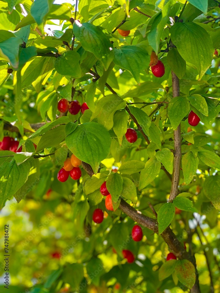 Charming dogwood berries ripen and turn red, timidly attracting attention to themselves.