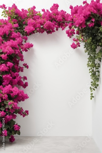 Isolate Bougainvillea aka Paper Flower plant against white wall, indoor plant decoration mock up