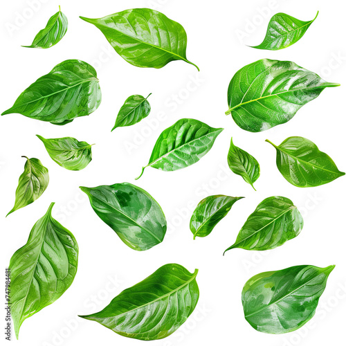 Collection of garden leaves