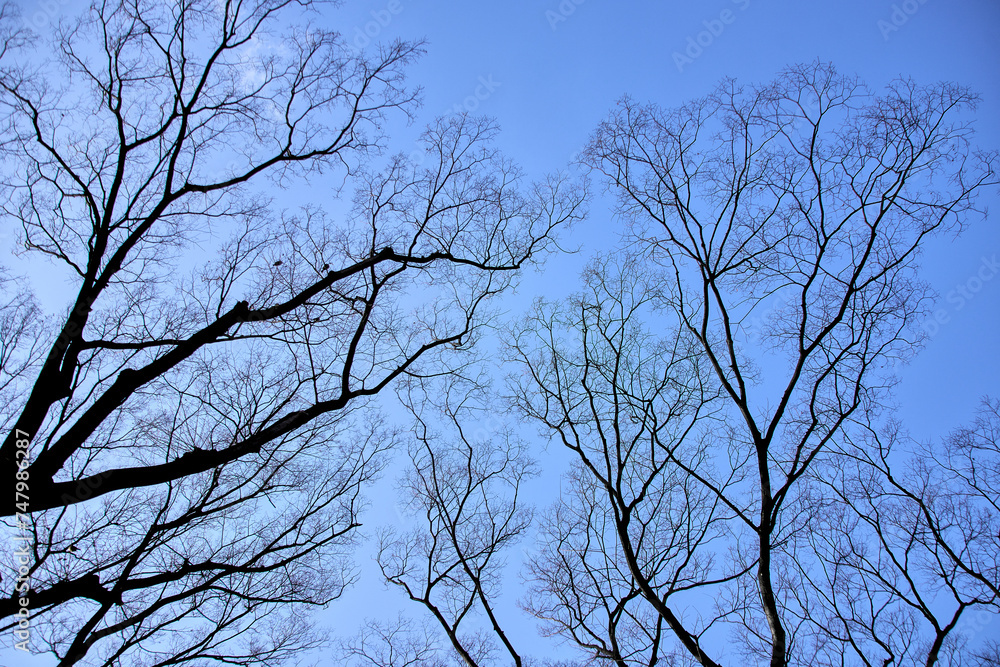 冬の空に伸びる木 冬の空に伸びる木