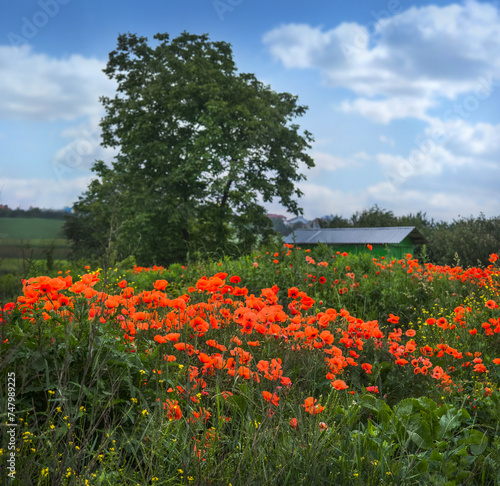 Wild poppies meadow and tree with garage in under a sky with clouds
