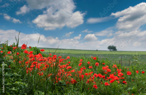 Fields and a lone tree with blooming poppies in the foreground under a beautiful sky
