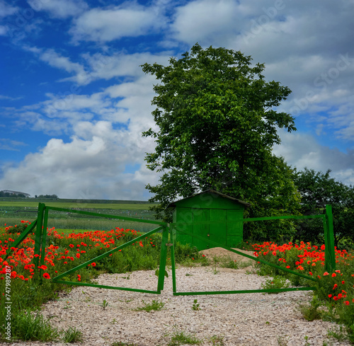 beautiful landscape of green gate and garage wild poppies, alone tree under a...
