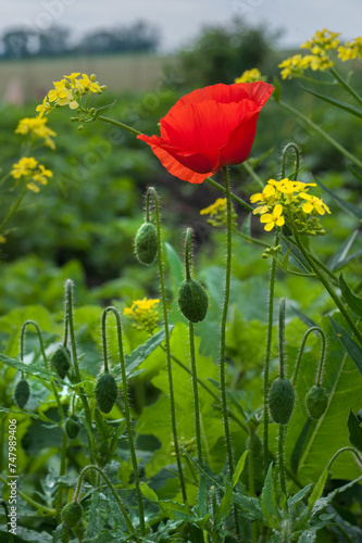 Bright red poppies close up with yellow flowers at summertime