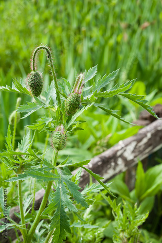 poppy bud close-up, wild flower, nature detail, flora