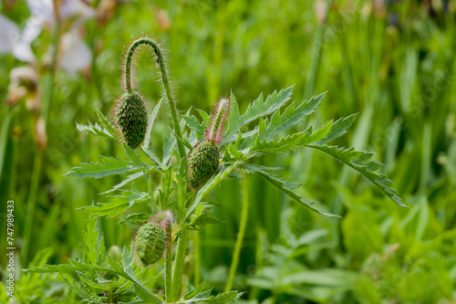 poppy flower bud close-up, wild flower