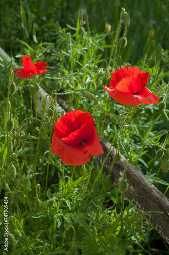 beautiful poppies flowers with red petals and buds close-up