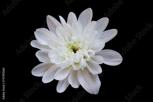 White Chrysanthemum Flower isolated on black background