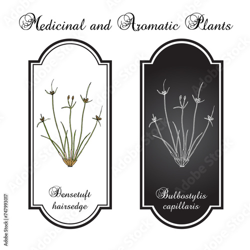 Densetuft hairsedge or threadleaf beakseed (Bulbostylis capillaris), medicinal plant