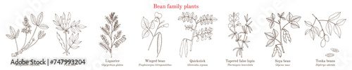 Bean family plants. (Fabaceae, Leguminosae or Papilionaceae).