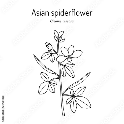 Asian spiderflower or tick weed (Cleome viscosa), edible and medicinal plant photo