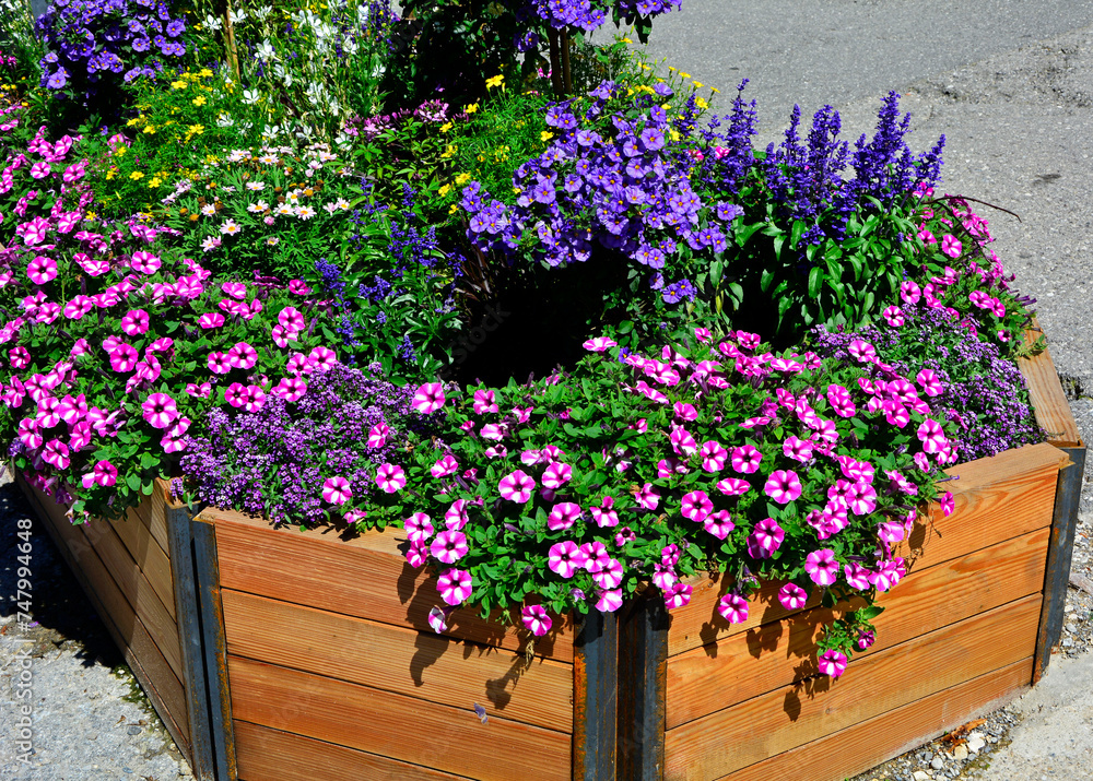kompozycja kwiatowa w drewnianej donicy, ubiorek wiecznie zielony, petunia i Szałwia omączona, Salvia farinacea, iberis sempervirens, Petunia, colorful summer flowers in a pot
