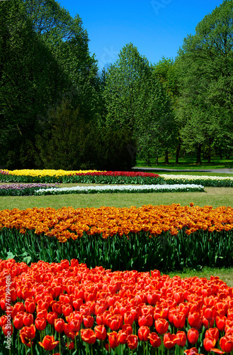 Tulipany - wiosna - spring, Tulipa, pole tulipanów, krajobraz z polem kolorowych tulipanów i niebieskim niebem, field of colorful tulips against the blue sky	