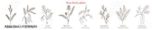 Bean family plants. (Fabaceae, Leguminosae or Papilionaceae).