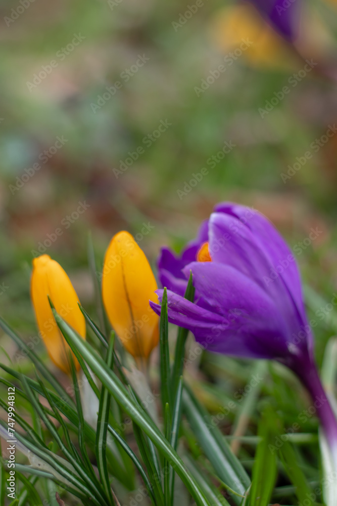 Purple and yellow crocuses bloom in a clearing, heralding the start of spring