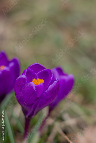 Purple crocuses bloom in a clearing, heralding the start of spring