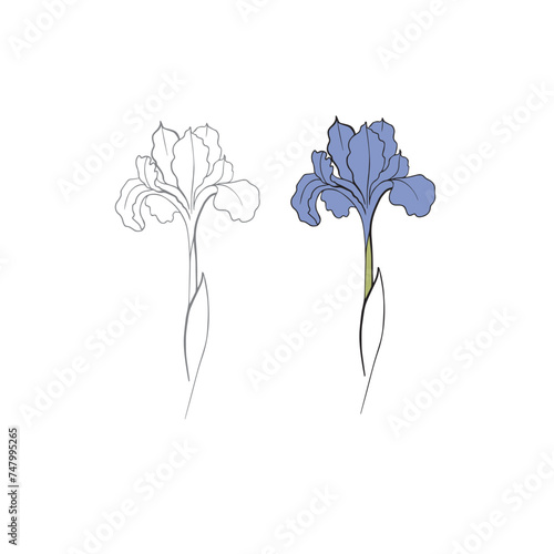 iris flower drawn in vector, postcard with a delicate flower